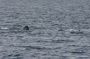 Baja05 - 008 * Sperm whale spy-hopping